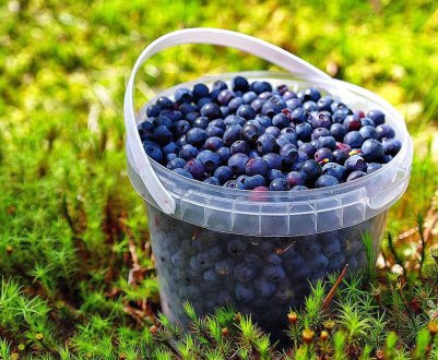 Найкращі рецепти чорничної настоянки