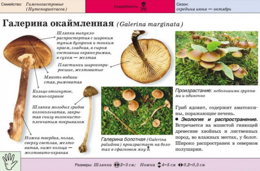 Галерина облямована