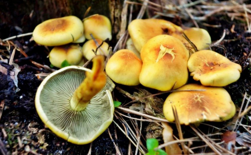 Сірчано-жовтий ложноопенок