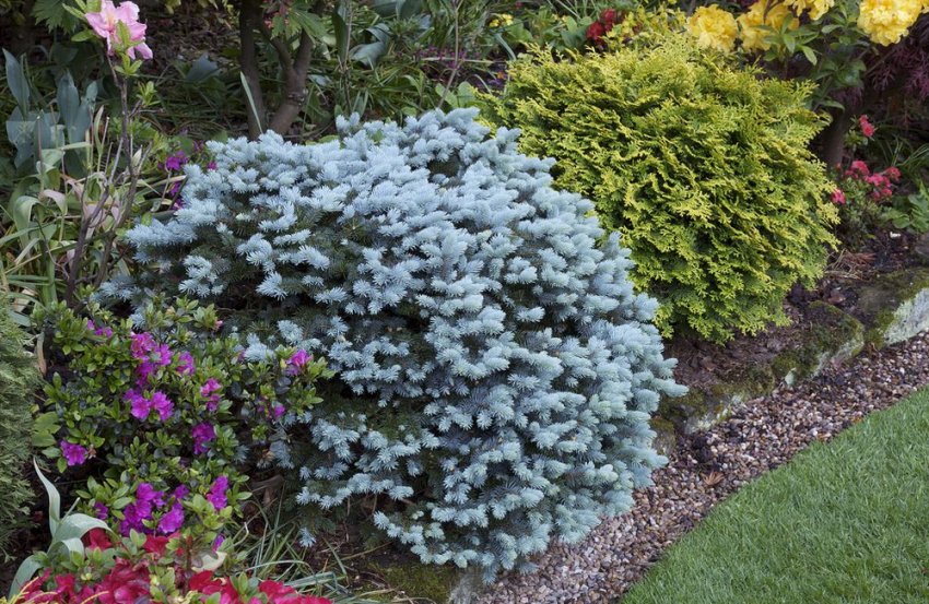 Ялина подушковидная в ландшафтному дизайні Ялина подушковидная в ландшафтному дизайні