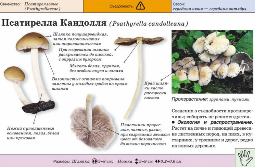 Псатирелла Кандолля