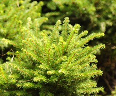 Особливості посадки і догляду подушковидних ялин