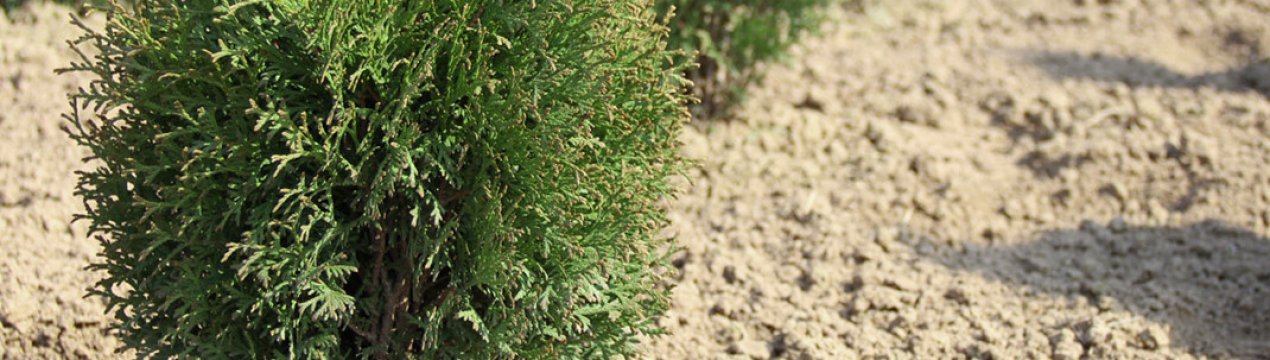 Туя західна Літл Чемпіон