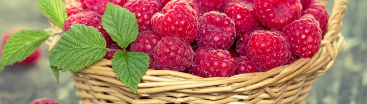 Перший у світі робот для збирання малини створений у Великобританії