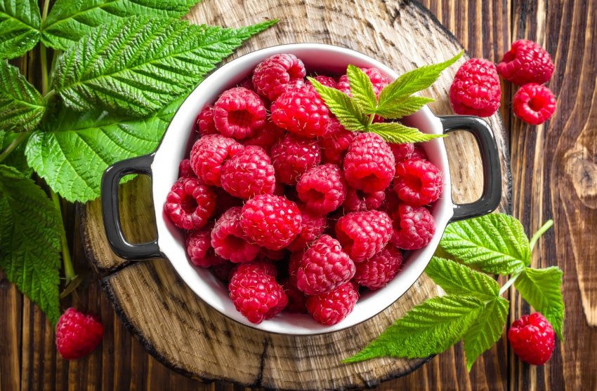 Перший у світі робот для збирання малини створений у Великобританії Перший у світі робот для збирання малини створений у Великобританії