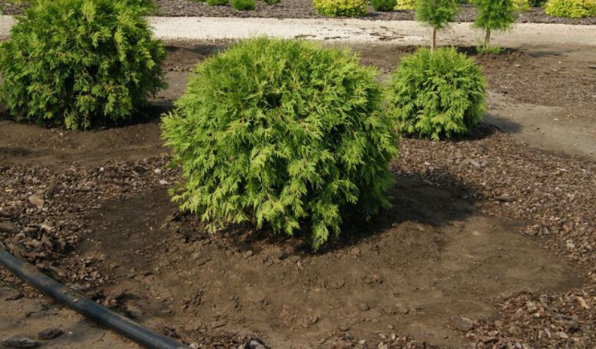 Вирощування туї Літтл Чемпіон