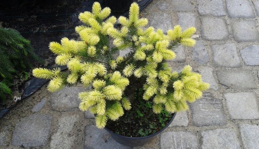 Саджанець ялинки Майголд Саджанець ялинки Майголд