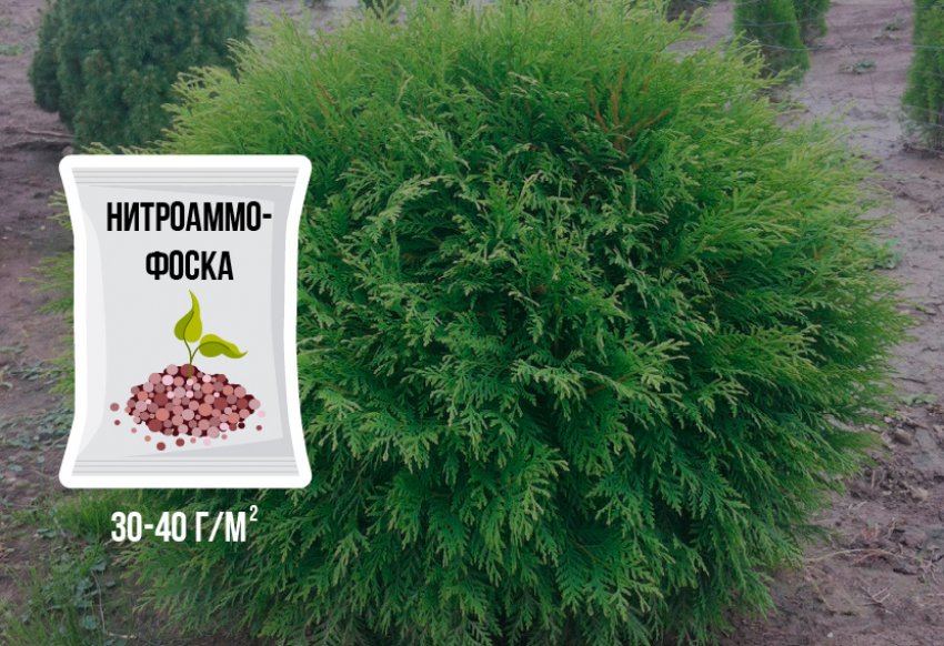 Підгодівля для західної туї