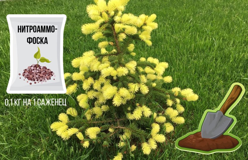 Внесення добрив при посадці саджанця Внесення добрив при посадці саджанця