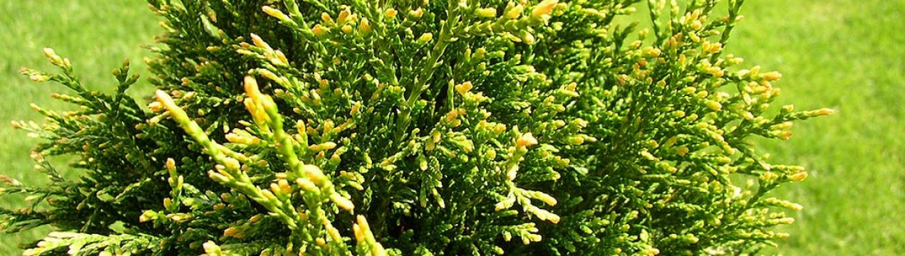 Туя складчаста Гельдерлэнд (Thuja plicata Gelderland)