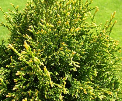 Туя складчаста Гельдерлэнд (Thuja plicata Gelderland)