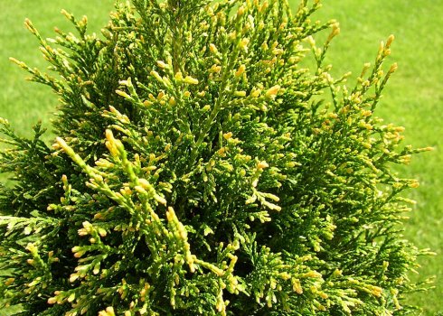 Туя складчаста Гельдерлэнд (Thuja plicata Gelderland)
