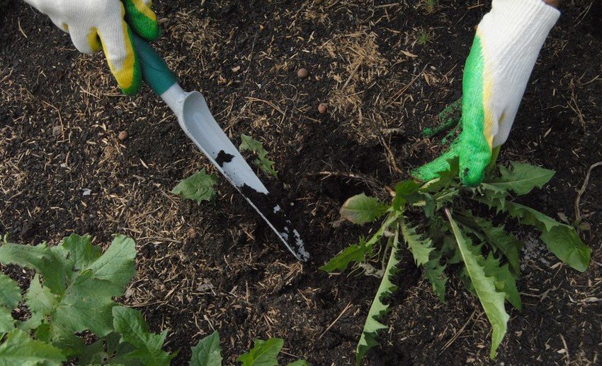 Видалення бур'янів Видалення бур'янів