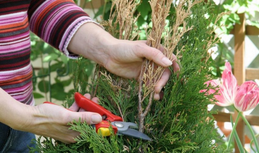 Санітарна обрізка туї