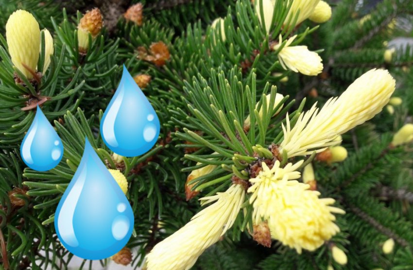 Полив їли Майголд Полив їли Майголд