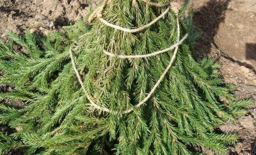 Укриття лапником