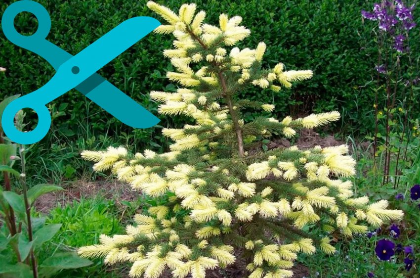 Обрізка їли Майголд Обрізка їли Майголд