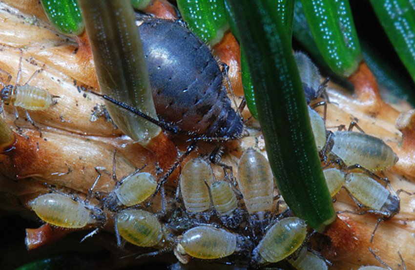 Ялинова попелиця Ялинова попелиця