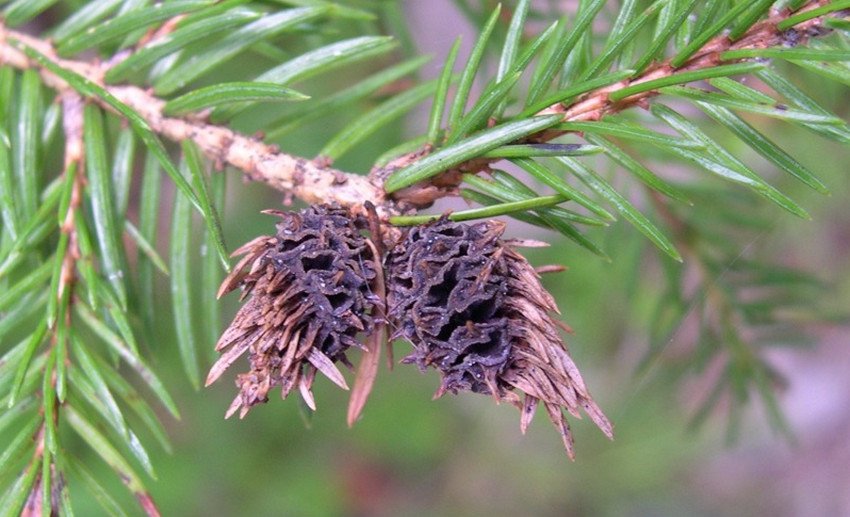 Галли на ялині Галли на ялині