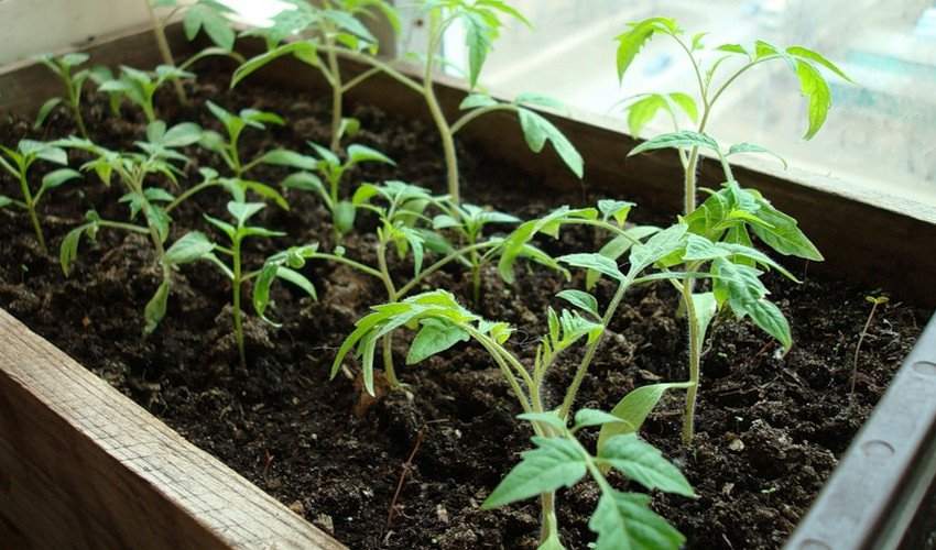Розсада томатів Розсада томатів