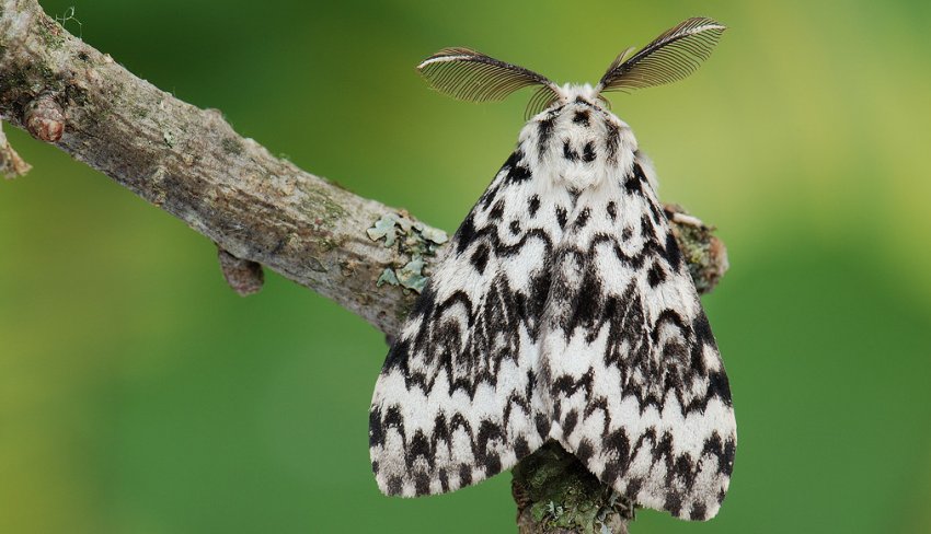 Нічна метелик монашка Нічна метелик монашка