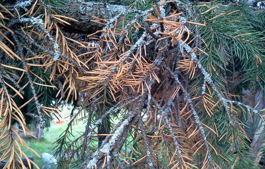 Грибок на ялині Грибок на ялині