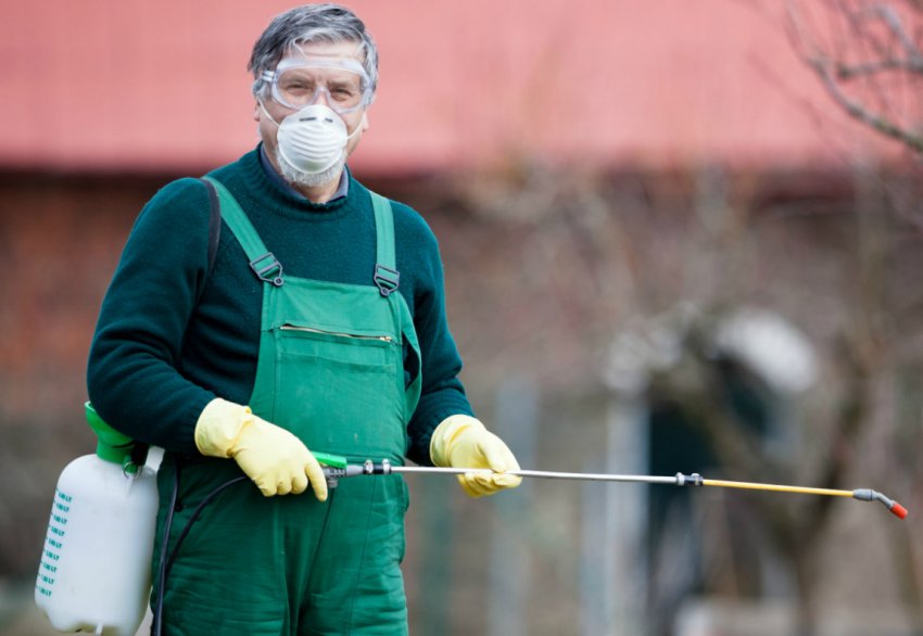 Обприскування інсектицидами Обприскування інсектицидами