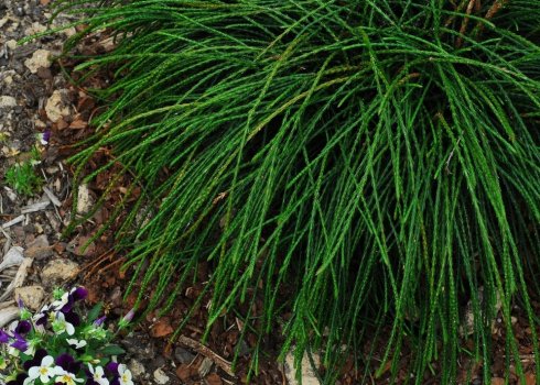 Туя складчаста Випкорд