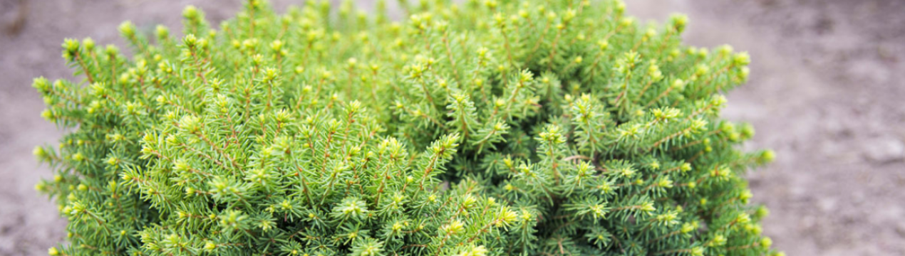 Ялина звичайна Літл Джем