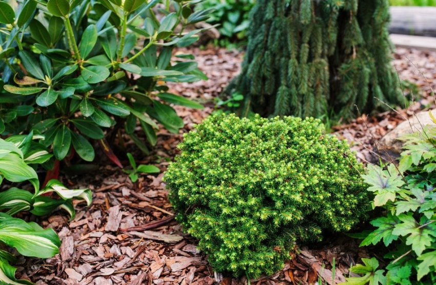 Ялина Літл Джем в ландшафтному дизайні Ялина Літл Джем в ландшафтному дизайні