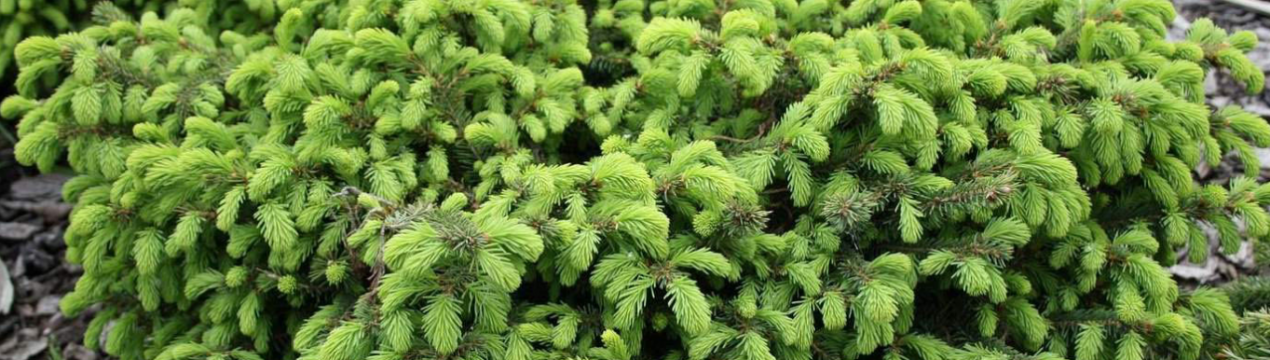 Ялина звичайна подушковидная Нидиформис