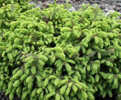 Ялина звичайна подушковидная Нидиформис