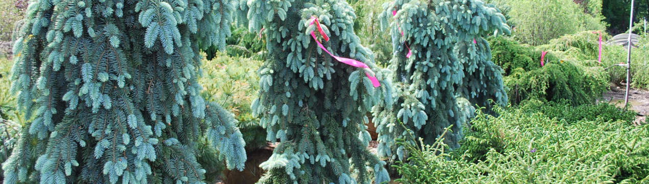 Опис, посадка і догляд за колючим ялиною Зе Блюз