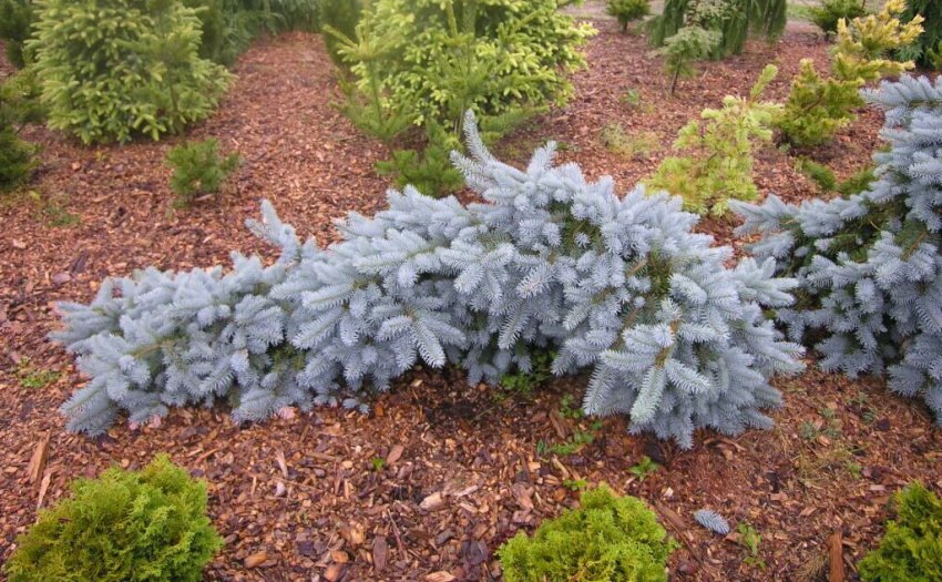 Догляд за блакитний ялиною Зе Блюз Догляд за блакитний ялиною Зе Блюз