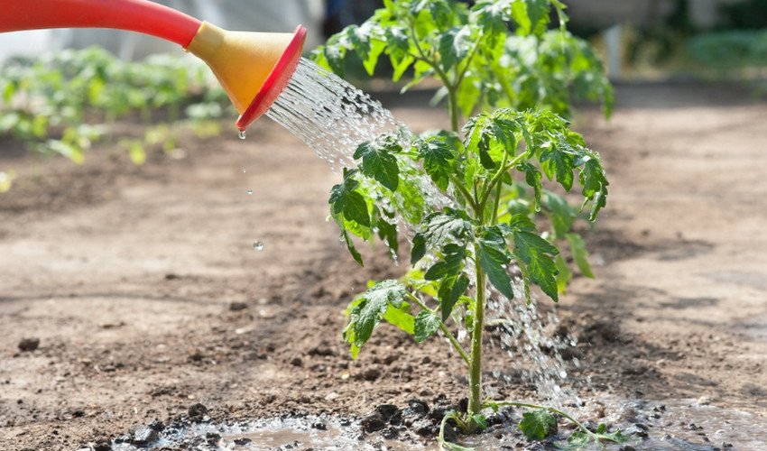 Полив томатів Полив томатів