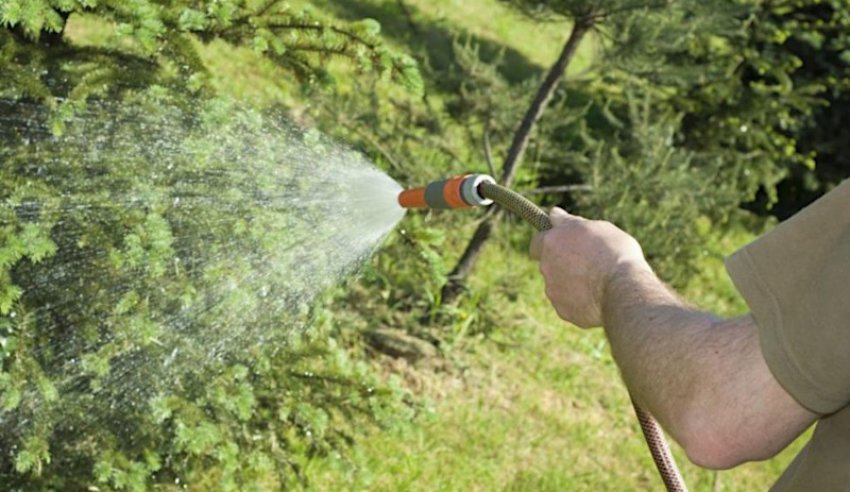 Дощування ялин Дощування ялин