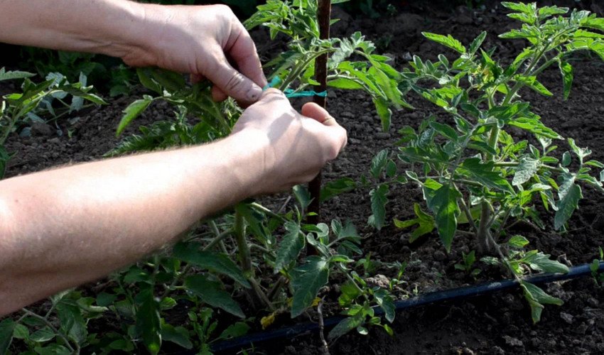 Підв'язування томатів Підв'язування томатів