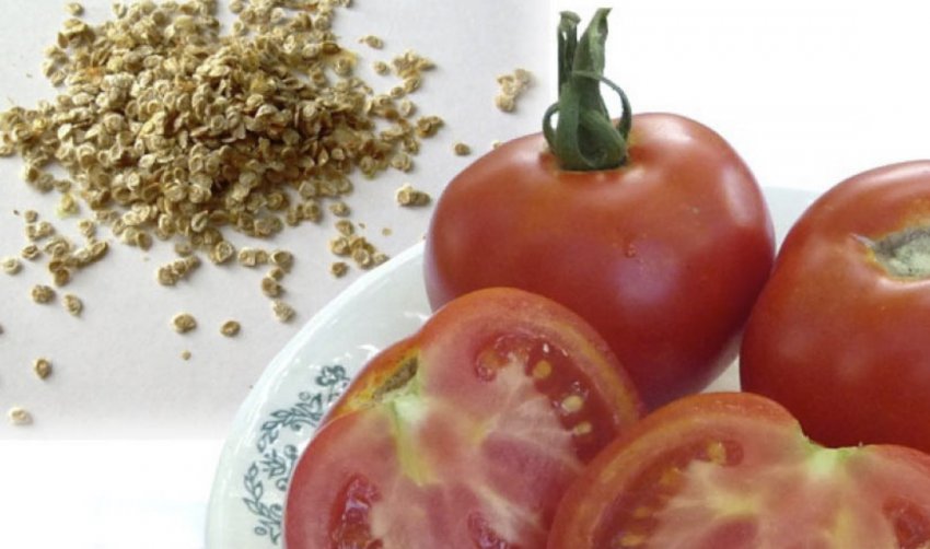 Насіння томатів Насіння томатів