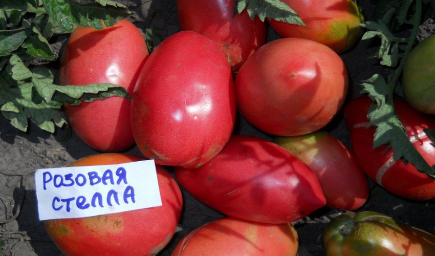Томат Рожева Стелла Томат Рожева Стелла