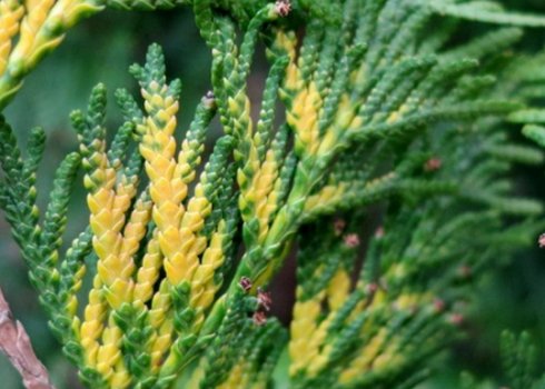 Туя западная Вагнери (Thuja occidentalis Wagneri): описание и фото ...