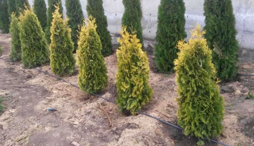 Туя західна Європа Голд Туя західна Європа Голд