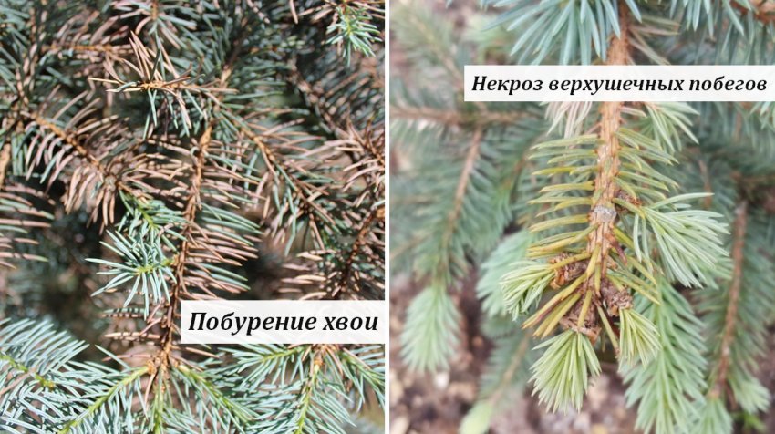 Хвороби блакитний їли Зе Блюз Хвороби блакитний їли Зе Блюз