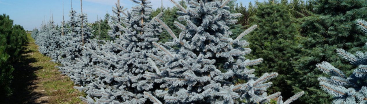 Використання ялини колючої Хупси