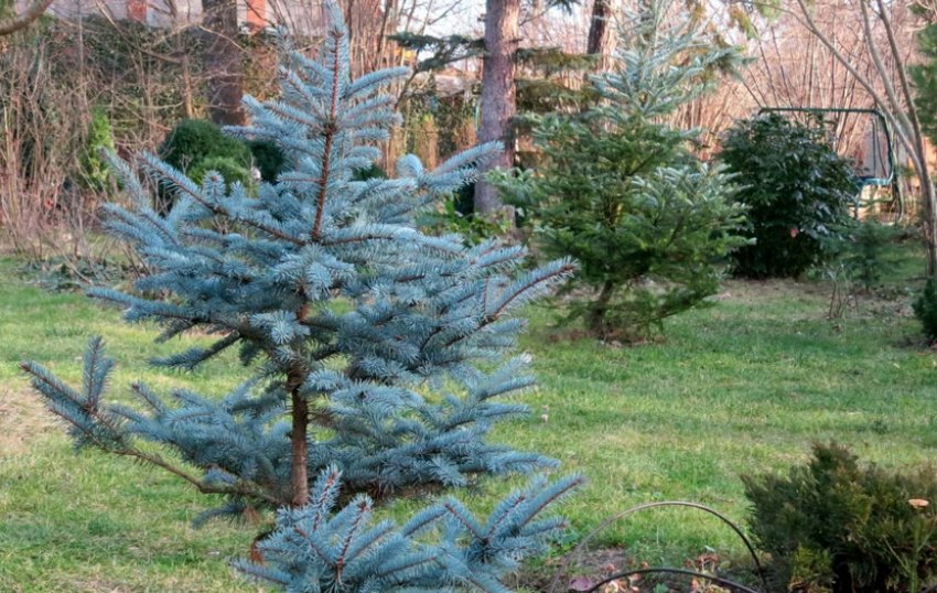 ялина Колюча Хупси