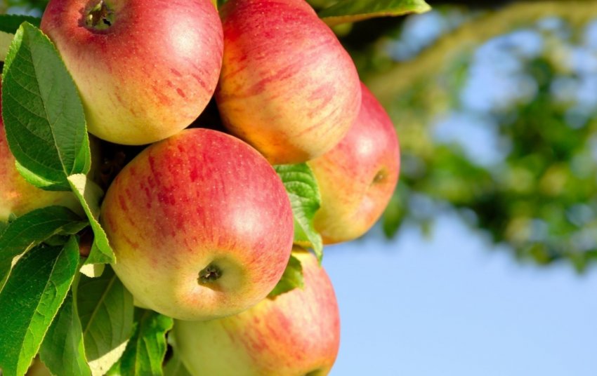 Влади Підмосков'я позбавлять дачників від зайвих яблук Влади Підмосков'я позбавлять дачників від зайвих яблук