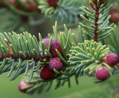 Опис чорної їли та її сортів