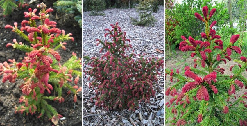 Ялина звичайна Райдал Ялина звичайна Райдал