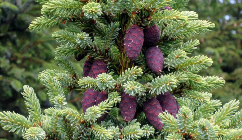 Ялина чорна Ялина чорна