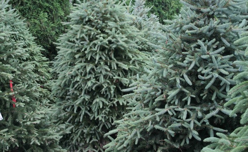 Ялина чорна Байснерь Ялина чорна Байснерь