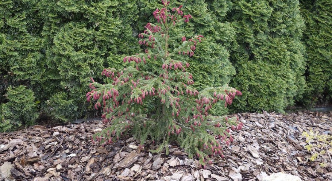 Picea abies Rydal (ялина Ридав): фото і опис, її висота та зимостійкість